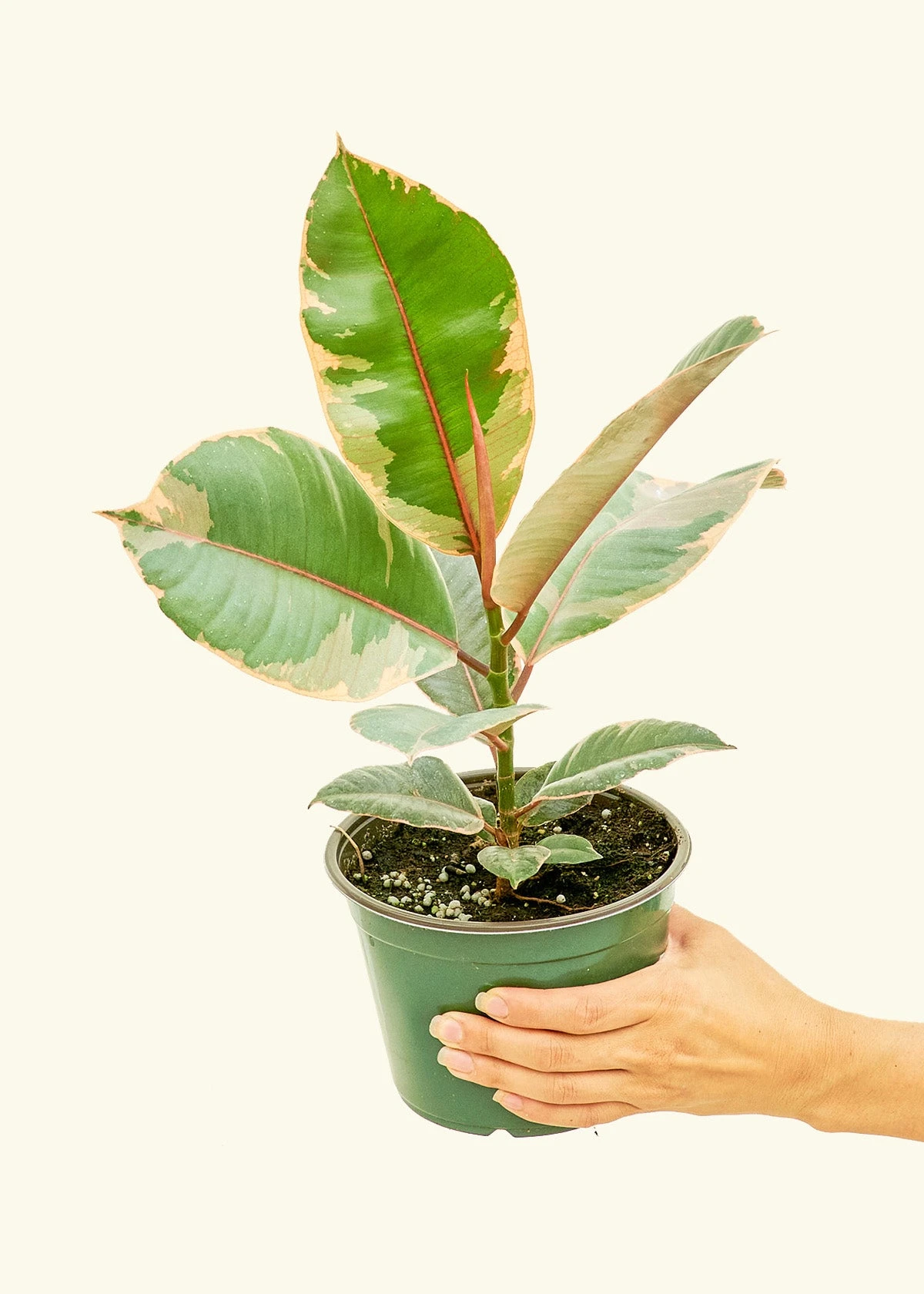 Ficus 'Tineke', Medium 5 Ficus 'Tineke', Medium - Image 3