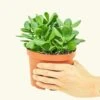 Jade Plant, Medium -Home Living Store 6JADE PLANT 2 66677349 c343 459b b623 0ac07035fb5d