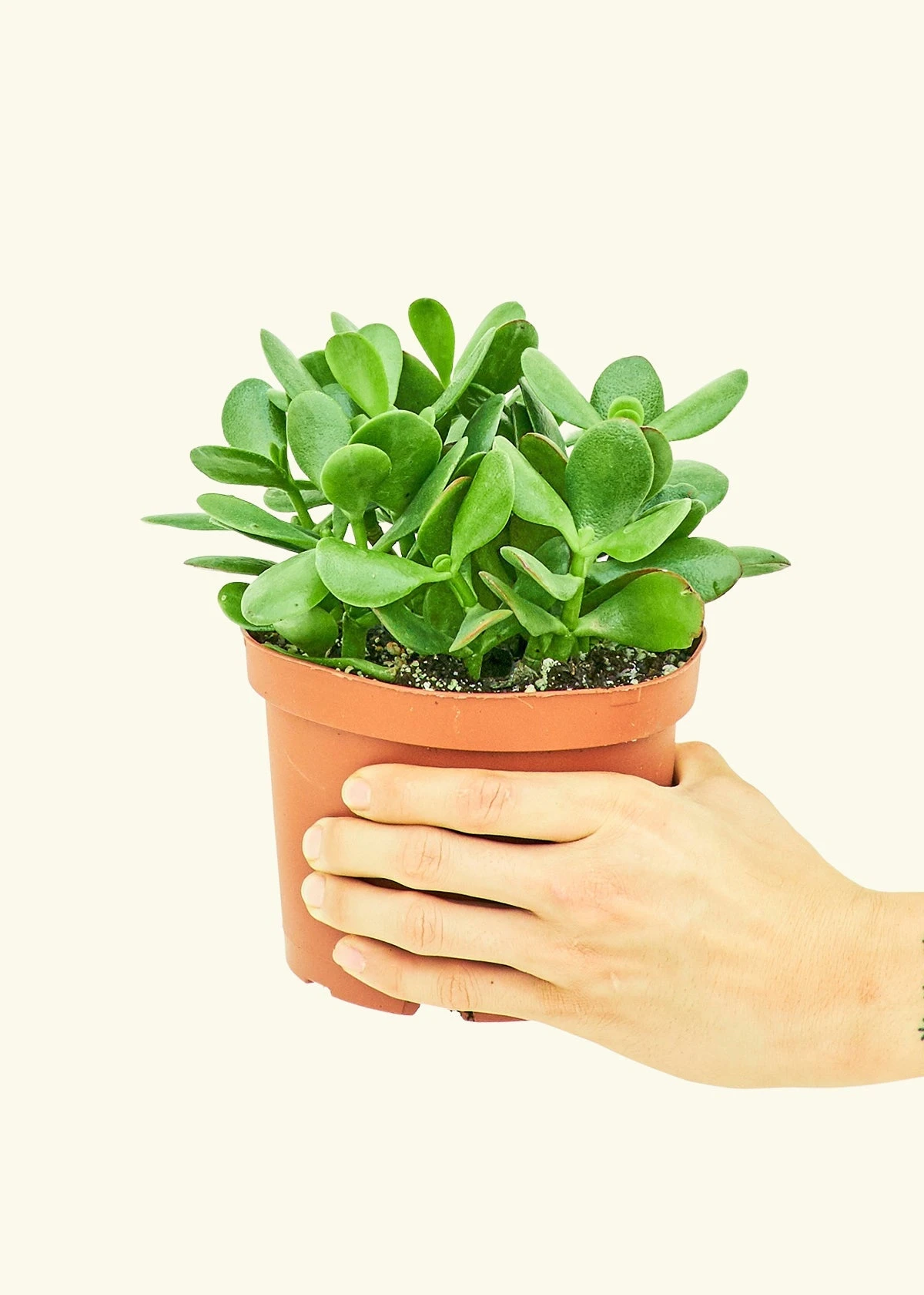 Jade Plant, Medium 3 Jade Plant, Medium