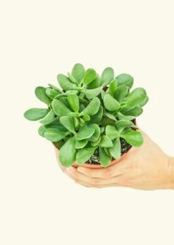 Jade Plant, Medium 23 Jade Plant, Medium -Home Living Store 6JADE PLANT 3 e10bc076 be3a 4f6c 8819 ac32c5dc2189