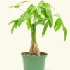 Braided Money Tree, Medium -Home Living Store 6MONEY TREE 1 70703e4c 1d91 40ca 85fe 6d2526f06731
