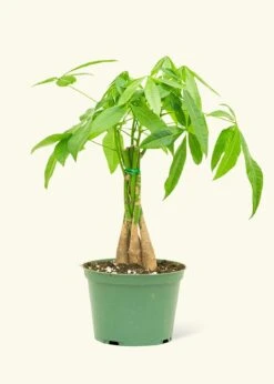 Braided Money Tree, Medium