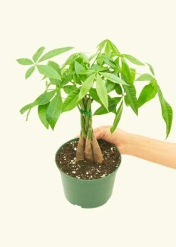 Braided Money Tree, Medium -Home Living Store 6MONEY TREE 3 952051a5 b850 40d3 9280 71b13395cae4