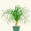 Ponytail Palm, Medium -Home Living Store 6PALM PONYTAIL 1 0a6ac632 503e 49a8 8569 483142593e15