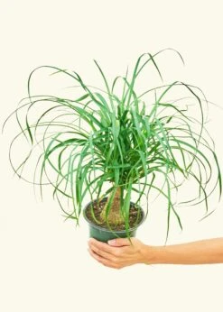 Ponytail Palm, Medium -Home Living Store 6PALM PONYTAIL 3 32a0f365 0c53 4bef ab9c 436b3d4cbf88