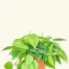 Sweetheart Philodendron, Medium