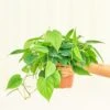 Philodendron 'Neon', Medium -Home Living Store 6PHILODENDRON CORDATUM 2 0e3565bc e968 472f a96b 8b15541f5850