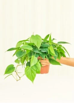 Philodendron 'Neon', Medium