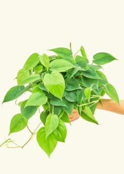 Sweetheart Philodendron, Medium -Home Living Store 6PHILODENDRON CORDATUM 3 660ac931 4e7b 49cf 83cb fb67ddc7be0b