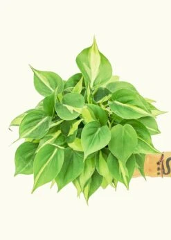 Philodendron 'Brazil', Medium -Home Living Store 6PHILO BRAZIL 3 acae0da3 6584 45b1 9a90 905b9a5b44d9