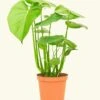 Monstera Swiss Cheese Plant, Medium -Home Living Store 6PHILO MONSTERA 1 62988f19 1526 41ad 8148 96ec28168e0c