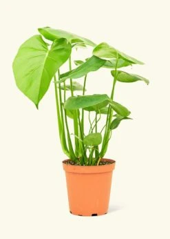 Monstera Swiss Cheese Plant, Medium