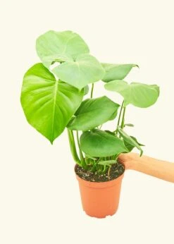 Monstera Swiss Cheese Plant, Medium -Home Living Store 6PHILO MONSTERA 3 42fa5eca 8f01 471e ba9f f839733d7339
