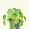 Chinese Money Plant, Medium -Home Living Store 6PILEA PEPEROMOIDES 1 8426323b 3000 44f2 b86e dde62351e522
