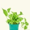 Golden Pothos, Medium -Home Living Store 6POTHOS GOLD 1 26118118 359e 425a 8625 161dd8d2aca0