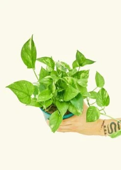 Golden Pothos, Medium -Home Living Store 6POTHOS GOLD 3 2f581c86 5b48 435d b07e fab6c4a1202a