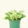 Pothos 'Marble Queen', Medium -Home Living Store 6POTHOS MARBLEQUEEN 1 98069239 aeb9 4df7 9832 5280a10676ed