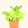 Neon Pothos, Medium -Home Living Store 6POTHOS NEON 1 c4e22bf7 8d4a 4385 bcd8 4478daf418fa
