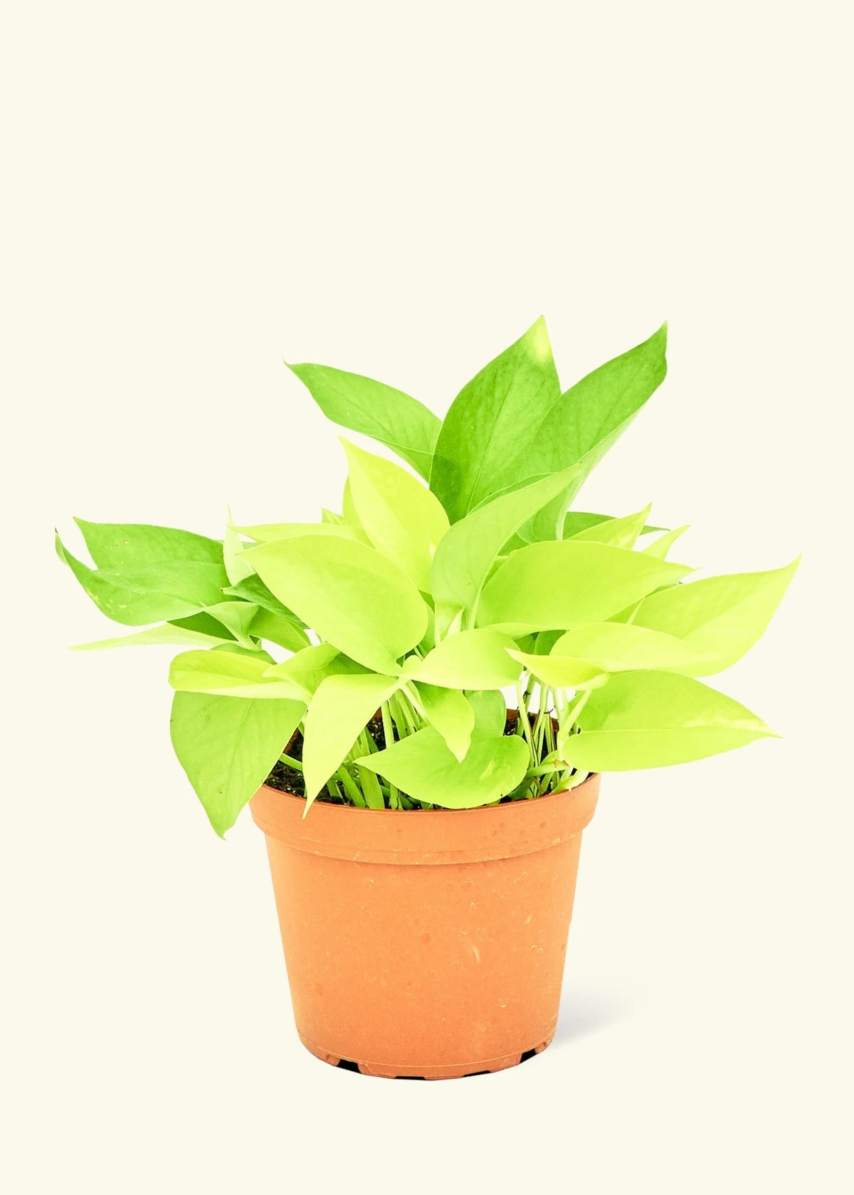 Neon Pothos, Medium 3 Neon Pothos, Medium