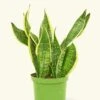 Snake Plant 'Laurentii', Medium -Home Living Store 6SNAKE LAURENTII 1 3402e47a 31d2 4eea bd25 4732edc80dd0