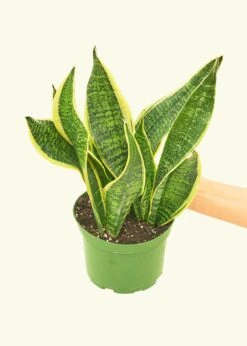 Snake Plant 'Laurentii', Medium -Home Living Store 6SNAKE LAURENTII 3 784319be 9c20 47ad 99c4 1e30eb22aab8