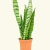 Snake Plant 'Zeylanica', Medium -Home Living Store 6SNAKE ZEYLANICA 1 f26f5ba9 b937 43f2 b37a 8031474dbe6f