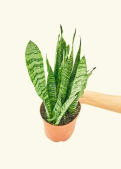 Snake Plant 'Zeylanica', Medium -Home Living Store 6SNAKE ZEYLANICA 3 23dc7b51 d9ea 4afb 8db4 ca0559fcce46