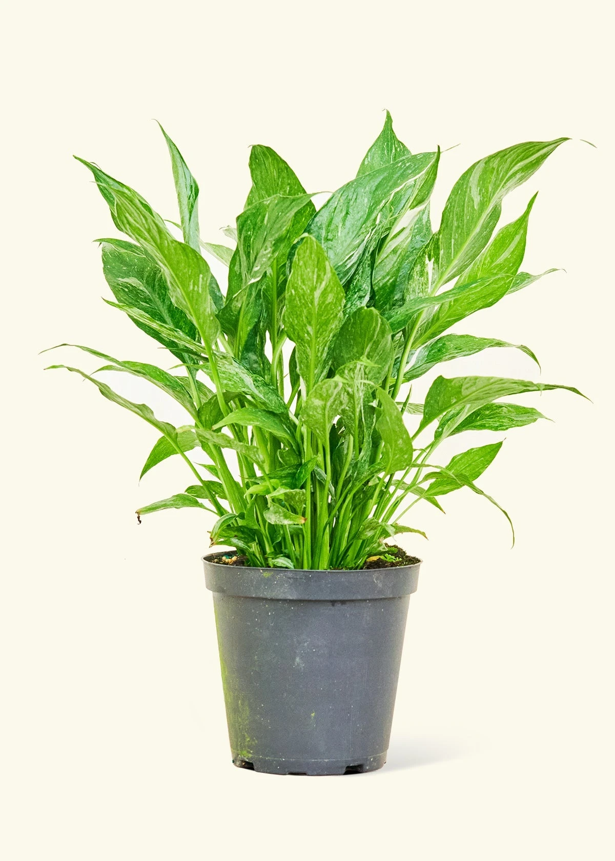 Variegated Peace Lily, Medium 3 Variegated Peace Lily, Medium
