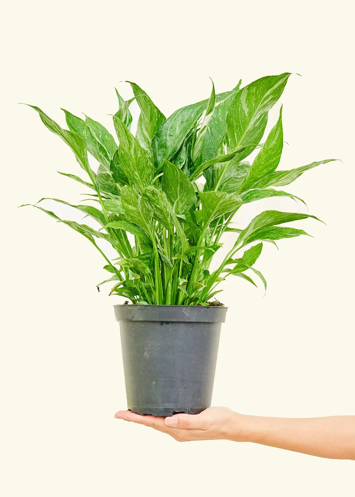 Variegated Peace Lily, Medium 4 Variegated Peace Lily, Medium - Image 2