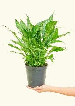 Variegated Peace Lily, Medium 24 Variegated Peace Lily, Medium -Home Living Store 6SPATH DOMINO 3 8f9ff31b ca12 4865 ab7e 67c15f6a75f3