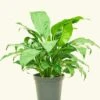 Peace Lily, Medium -Home Living Store 6SPATH REGULAR 1 909c2d89 2855 49a7 8d21 499378e1227b