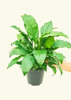 Peace Lily, Medium -Home Living Store 6SPATH REGULAR 3 1 585b803e 9029 4307 bd95 6d82c1560591