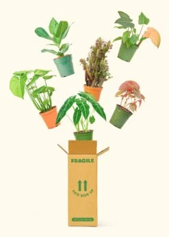 Medium Mystery Plant, 3-Month Gift