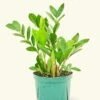 ZZ Plant, Medium -Home Living Store 6ZZ PLANT 1 f4688993 2172 4dd5 b089 55bb3bccd7d4