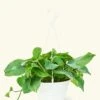 Golden Pothos, Large -Home Living Store 8POTHOS GOLD 1 90881236 025f 4fc8 8f1b 3ea792bbcc6b