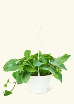 Golden Pothos, Large