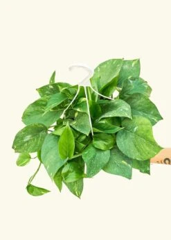 Golden Pothos, Large -Home Living Store 8POTHOS GOLD 3 54a0549e cbe9 4301 86e9 2de4ae2596a7