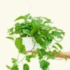 Pothos 'Jade', Large -Home Living Store 8POTHOS JADE 2 4aaeb986 8371 42dd b245 abf12da9ef5b