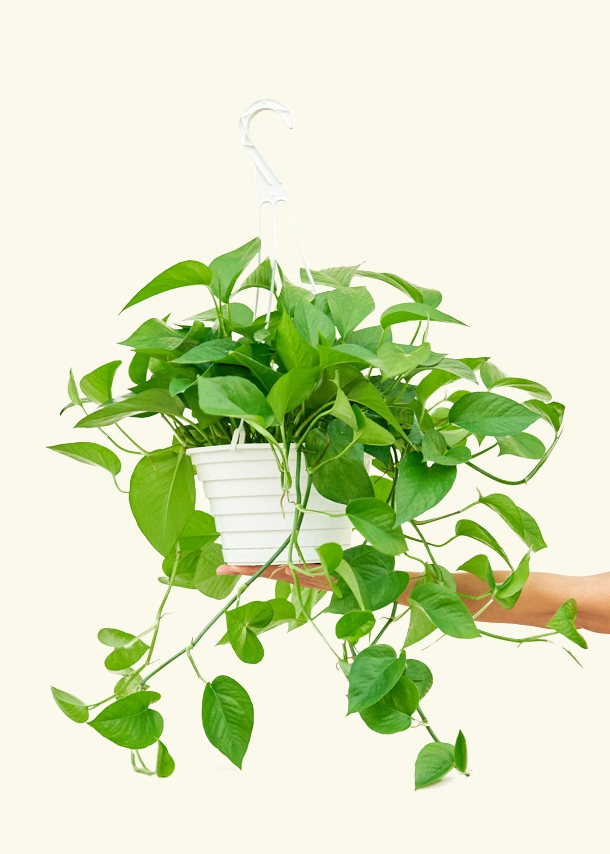 Pothos 'Jade', Large 3 Pothos 'Jade', Large
