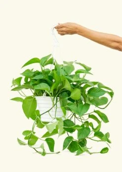 Pothos 'Jade', Large 6 Pothos 'Jade', Large -Home Living Store 8POTHOS JADE 3 5ab41998 6489 41a9 ab61 86d61b11dece