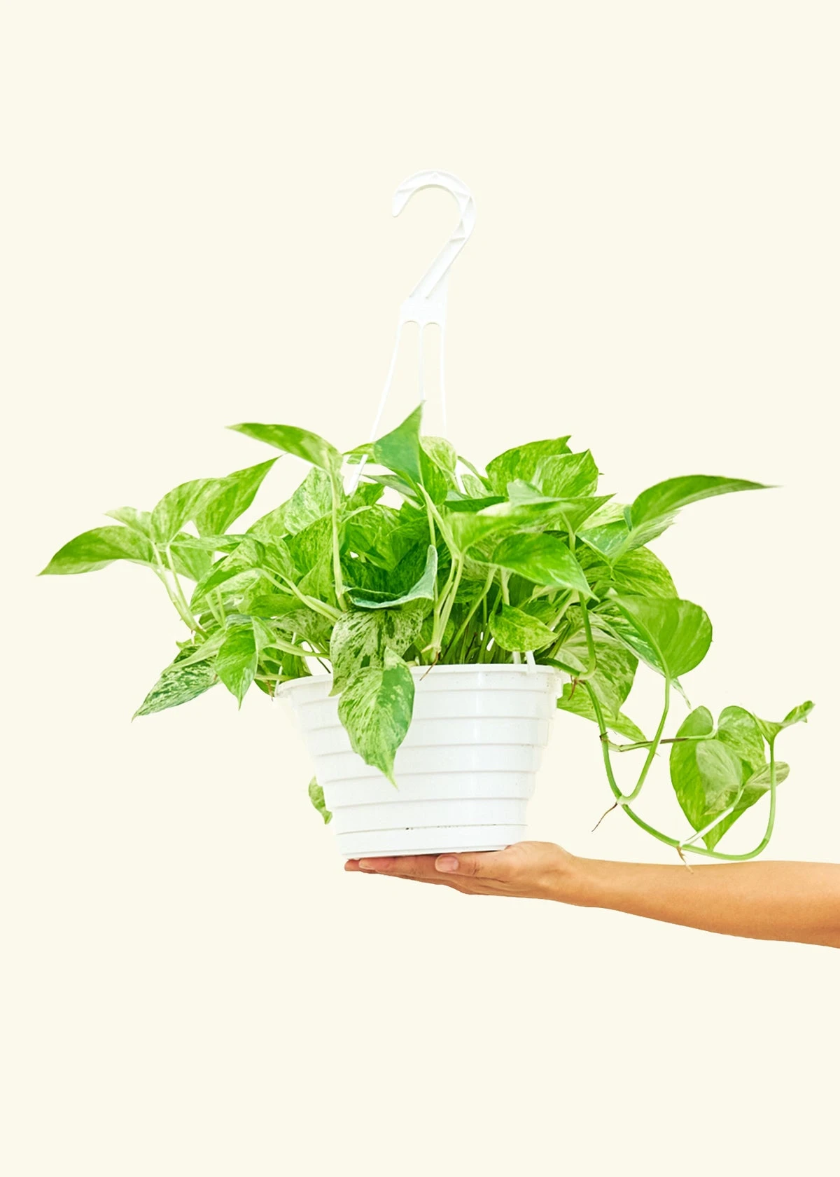 Pothos 'Marble Queen', Large 3 Pothos 'Marble Queen', Large