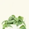 Silver Pothos 'Exotica', Large -Home Living Store 8SCINDAPSUS EXOTICA 1 21e16116 982e 45fa 9019 7e71bafc93a6