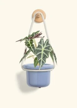Alocasia 'Polly', Small -Home Living Store ALOCASIA POLLY 4 FATLIP BLUE 4 ROP RTD CREAM 4 bckgrnd cream