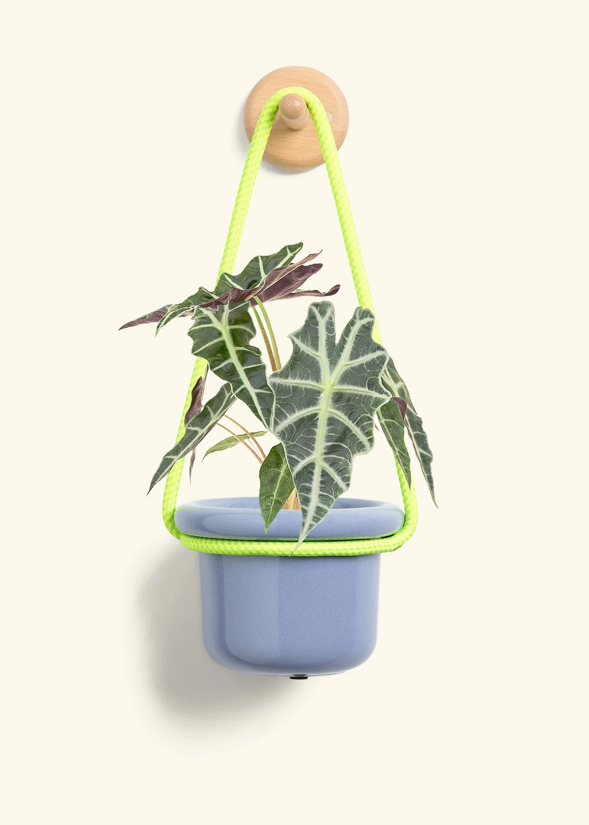 Alocasia 'Polly', Small - Image 7