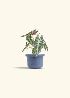 Alocasia 'Polly', Small -Home Living Store ALOCASIA POLLY 4 FATLIP BLUE 4 bckgrnd cream