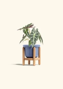 Alocasia 'Polly', Small -Home Living Store ALOCASIA POLLY 4 FATLIP BLUE STAND 4 bckgrnd cream