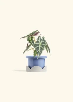 Alocasia 'Polly', Small -Home Living Store ALOCASIA POLLY 4 FATLIP BLUE TRAY BEIGE 4 bckgrnd cream