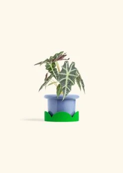 Alocasia 'Polly', Small -Home Living Store ALOCASIA POLLY 4 FATLIP BLUE TRAY GREEN 4 bckgrnd cream