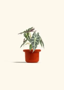 Alocasia 'Polly', Small -Home Living Store ALOCASIA POLLY 4 FATLIP RED 4 bckgrnd cream