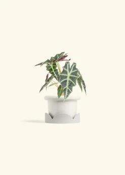 Alocasia 'Polly', Small -Home Living Store ALOCASIA POLLY 4 FATLIP WHITE TRAY BEIGE 4 bckgrnd cream